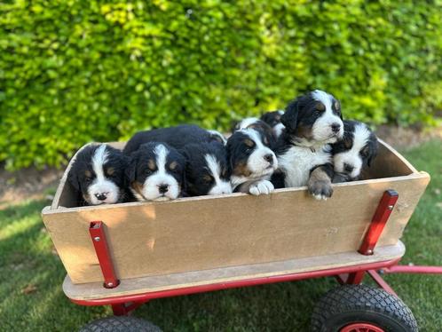 Berner Sennen met stamboom, Dieren en Toebehoren, Honden | Bulldogs, Pinschers en Molossers, Meerdere dieren, Sennenhond, Fokker | Hobbymatig