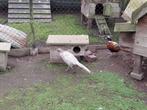 Zilverbosfazant (mutatie), Dieren en Toebehoren, Pluimvee, Mannelijk, Overige soorten
