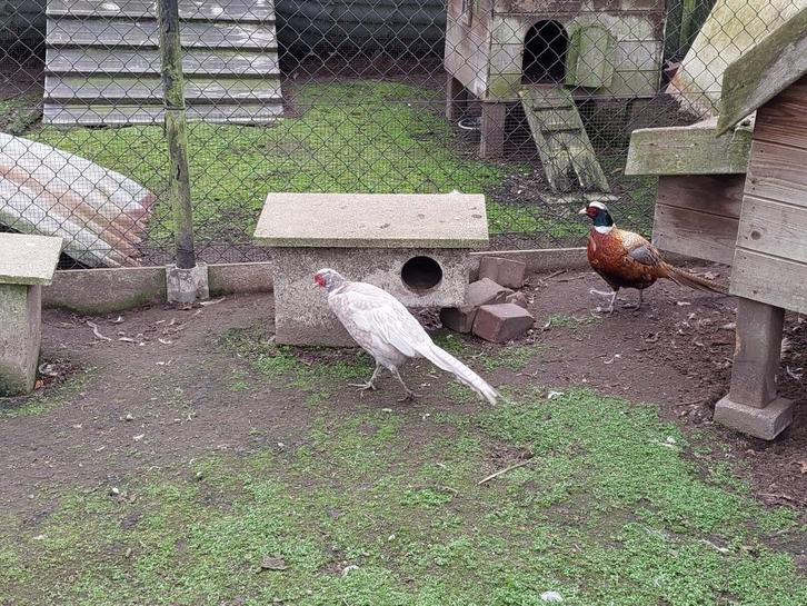 Zilverbosfazant (mutatie), Dieren en Toebehoren, Pluimvee, Overige soorten, Mannelijk