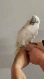 Tamme man witkuifkakatoe met DNA en getest op alle ziektes, Dieren en Toebehoren, Vogels | Parkieten en Papegaaien, Mannelijk