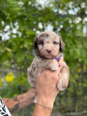 Mini aussie doodle pups ( australiche herder x dwerpoedel) beschikbaar voor biedingen