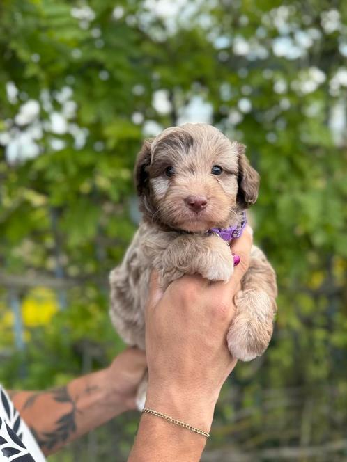 Mini aussie doodle pups ( australiche herder x dwerpoedel), Dieren en Toebehoren, Honden | Chihuahua's en Gezelschapshonden, Meerdere dieren