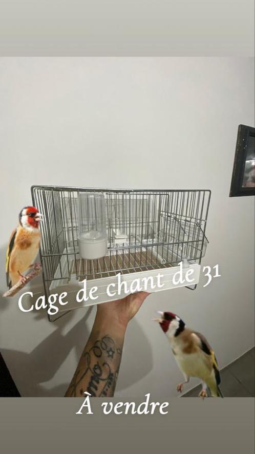 Kooien voor kanaries of distelvinken, Dieren en Toebehoren, Vogels | Hokken en Kooien, Zo goed als nieuw, Vogelkooi, Overige materialen