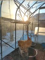 Geelkoekoek wyandotte krielen