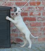 Amerikaanse Stafford pups, België, CDV (hondenziekte), 8 tot 15 weken, American Staffordshire Terriër