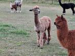 Appaloosa alpaca's alpaca merries, Vrouwelijk, 0 tot 2 jaar