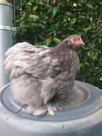 Cochin kriel, Dieren en Toebehoren, Pluimvee