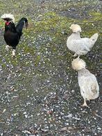 Broedeieren hollandse kuifhoen tekoop, Dieren en Toebehoren, Pluimvee, Kip