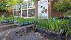Ook 2e pinksterdag open! Vijver/zuurstofplanten specialist, Tuin en Terras, Ophalen, Nieuw