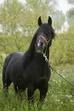 Bewezen zwarte arabische volbloed hengst, Dieren en Toebehoren, Paarden, Hengst