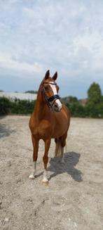 D-pony - knappe voskleurige ruin, Dieren en Toebehoren, Met stamboom, Ruin, Dressuurpony, M