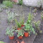 klokje campanula  en akelei vaste planten, Tuin en Terras, Planten | Tuinplanten, Vaste plant, Lente, Ophalen