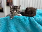 Exotic korthaar, Dieren en Toebehoren, Katten en Kittens | Raskatten | Korthaar, Meerdere dieren, Gechipt, 0 tot 2 jaar