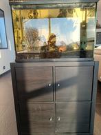 Aquarium met toebehoren en vissen, Dieren en Toebehoren, Ophalen