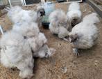 Parelgrijs toompje zijdehoenders, Dieren en Toebehoren, Pluimvee