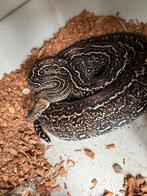 Luipaardboa-slang, Dieren en Toebehoren, Slang