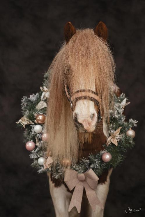 Kerstfotoshoot, Dieren en Toebehoren, Paarden