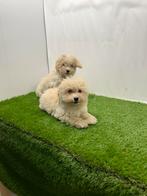 Chiots Maltipoo, Animaux & Accessoires, 15 semaines à 1 an, Étranger, Parvovirose, Autres races