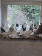 13 pigeon 160€, Dieren en Toebehoren, Vogels | Duiven