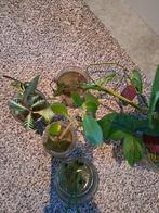 Gratis deel gewortelde stekjes, Huis en Inrichting, Kamerplanten, Ophalen