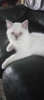 Britse kort en langhaar kittens, Dieren en Toebehoren, Katten en Kittens | Raskatten | Korthaar, Poes, Gechipt, 0 tot 2 jaar