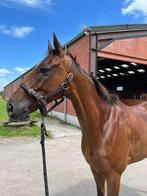 Engels volbloed, Dieren en Toebehoren, Paarden, Ruin