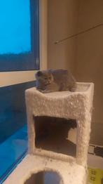 BRITSE KORTHAAR KITTEN met stamboom, Dieren en Toebehoren, Katten en Kittens | Raskatten | Korthaar, Poes, Gechipt, 0 tot 2 jaar