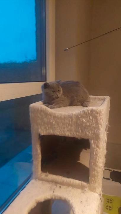 BRITSE KORTHAAR KITTEN met stamboom, Dieren en Toebehoren, Katten en Kittens | Raskatten | Korthaar, Poes, 0 tot 2 jaar, Met stamboom