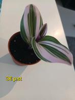 tradescantia Nanouk, Ophalen