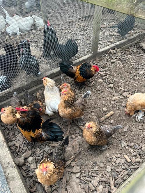Ukkelse en everbergse baardkrielen, Dieren en Toebehoren, Pluimvee, Kip, Meerdere dieren