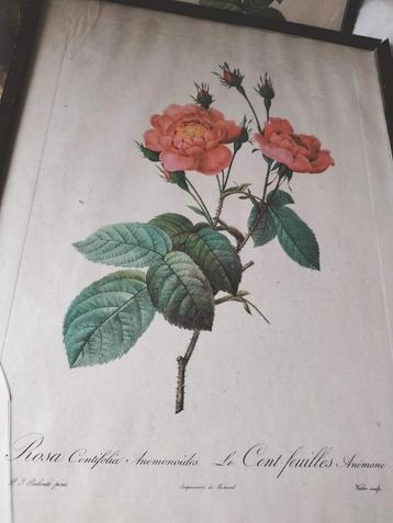 Litho van Redoute, Rosa Centifolia beschikbaar voor biedingen