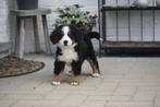 Berner Sennen pups Berner Sennenhond pupjes, Meerdere, 8 tot 15 weken, Sennenhond, Meerdere dieren