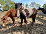 Tinkermerrie, Dieren en Toebehoren, Paarden, Recreatiepaard, Onbeleerd, Gechipt, Merrie