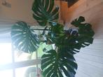 Grote plant Monstera, Huis en Inrichting, Kamerplanten, Ophalen