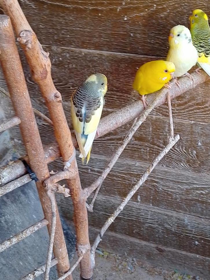 Verschillende kleuren jonge kweekrijpe grasparkietjes, Dieren en Toebehoren, Vogels | Parkieten en Papegaaien, Parkiet, Meerdere dieren