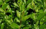 Ligustrum ovalifolium groenblijvende planten, Enlèvement, Troène, Haie