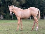 AQHA hengst te koop - quarter te koop, Animaux & Accessoires, Chevaux, Étalon, Cheval western, Vermifugé, 0 à 2 ans