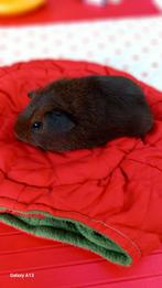Gladhaar cavia zeugje goudagouti., Juni, Vrouwelijk, Cavia