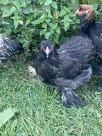 Brahma-kippen, Dieren en Toebehoren, Vrouwelijk, Kip