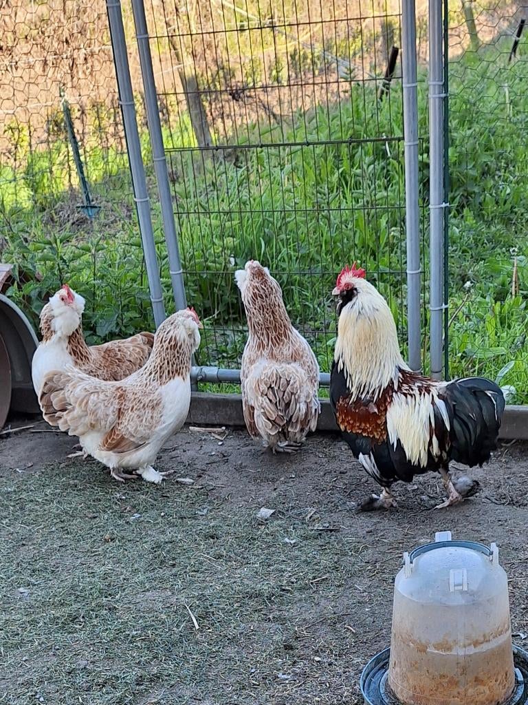 faverolle kippen, Plusieurs animaux, Poule ou poulet