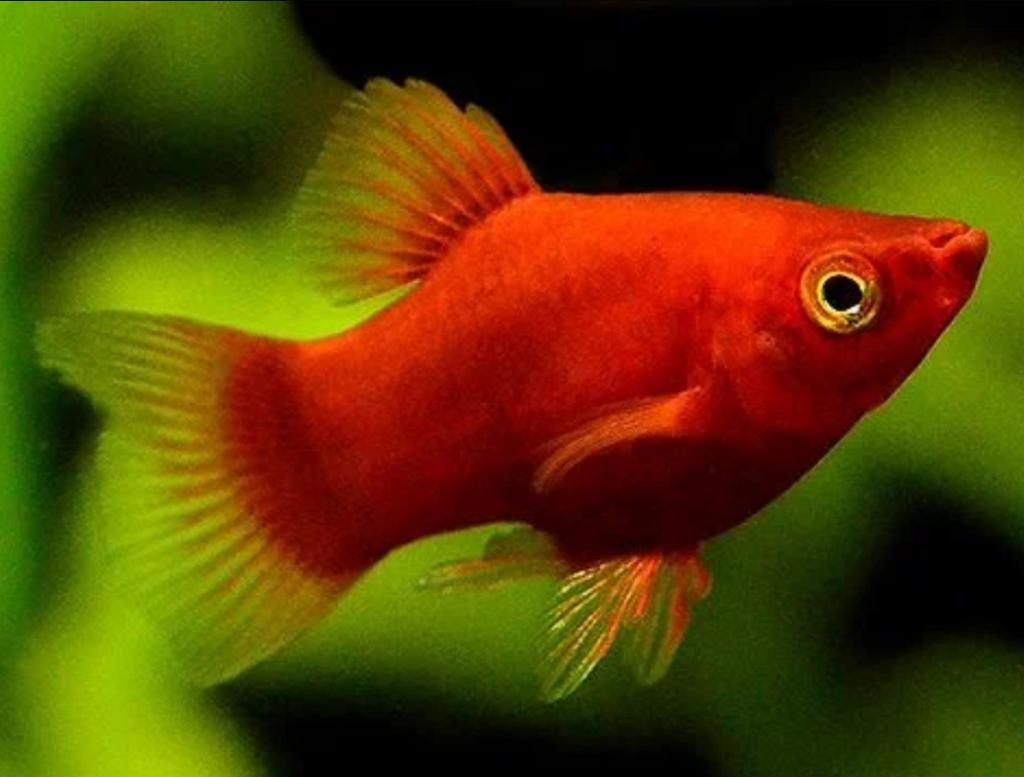 3 platy red corals, Animaux & Accessoires, Poissons | Poissons d'aquarium, Poisson d'eau douce, Poisson, Banc de poissons