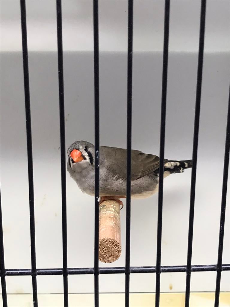 Charcoal split pop, Dieren en Toebehoren, Vogels | Overige Vogels