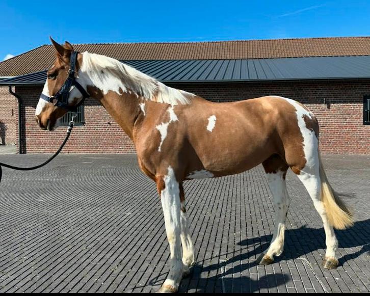 Cheval, Animaux & Accessoires, Chevaux, Hongre, L