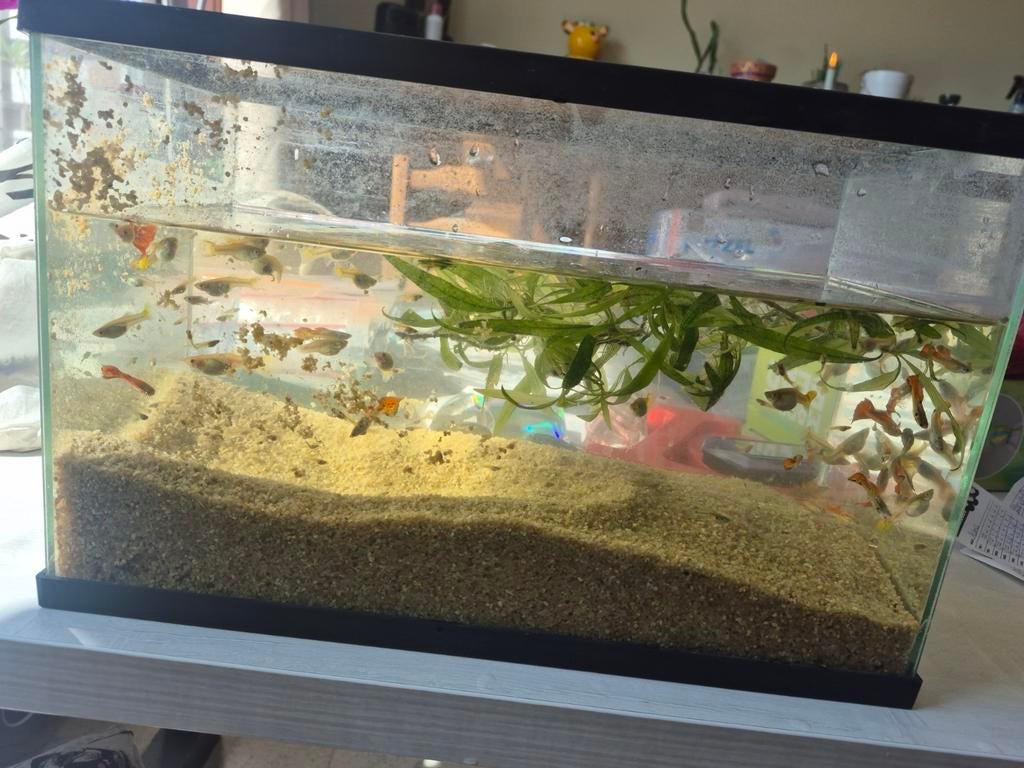 Vissen + aquarium, Dieren en Toebehoren