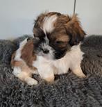 Shih- tzu ( met stamboom geteste ouders), Parvo, België, Overige rassen, 8 tot 15 weken
