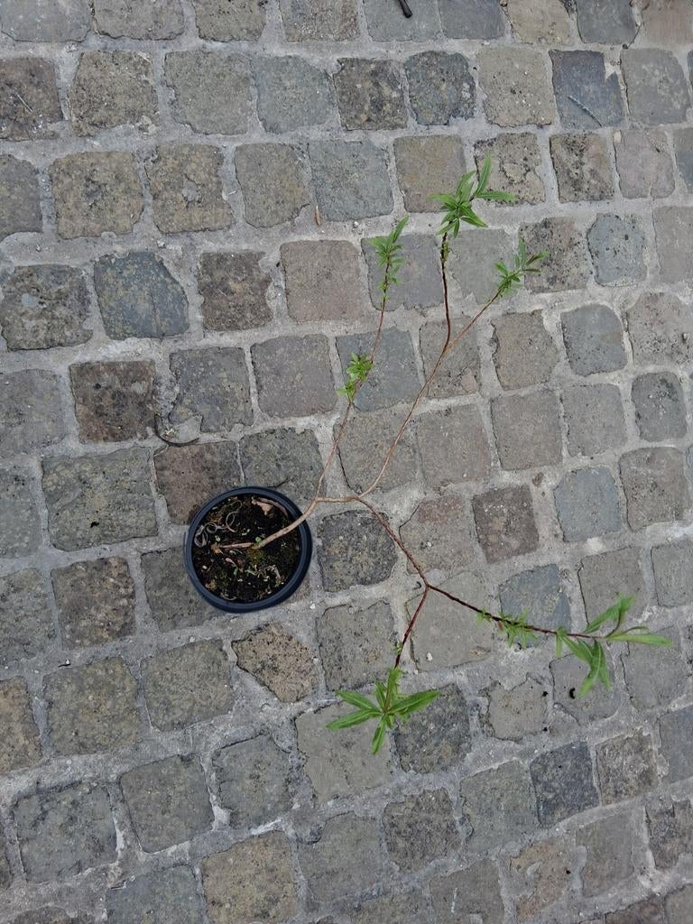 Drakenwilg(bandwilg), Ophalen of Verzenden