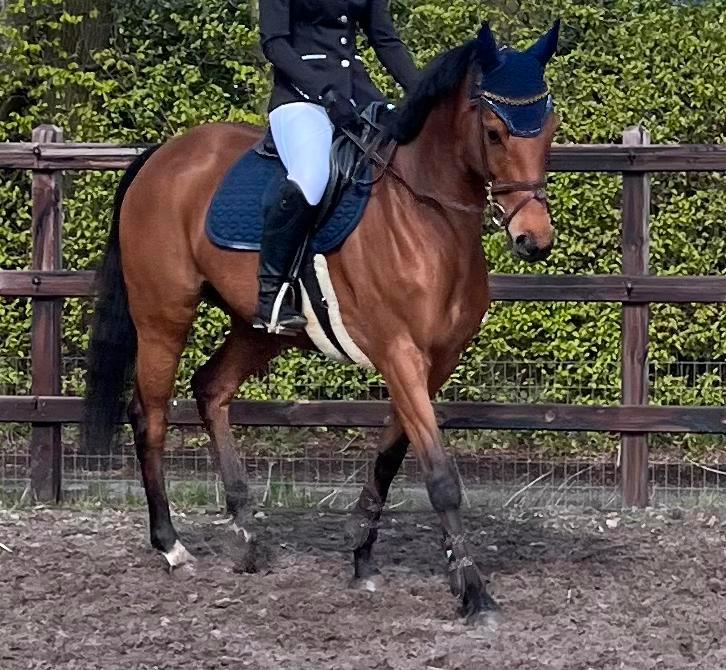 Belle jument, Animaux & Accessoires, Chevaux, Jument, B, 160 à 165 cm, 7 à 10 ans, Avec pedigree, Avec puce électronique, Vermifugé