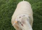 Moutons swifter, Animaux & Accessoires, Moutons, Chèvres & Cochons, Femelle, Mouton, 0 à 2 ans