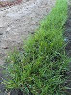 Blauwgras (Sesleria autumnalis) -190 stuks P9, Tuin en Terras, Planten | Tuinplanten, Ophalen