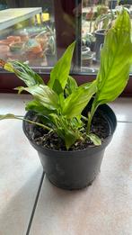 Vredeslelie of lepelplant, Enlèvement